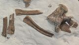 Mosasaur (Platecarpus) Bones With Shark Tooth Marks - Kansas #40089-2